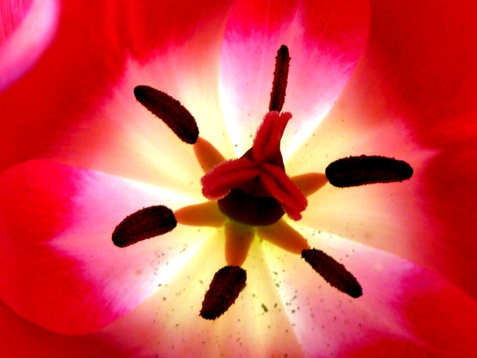Color flower red