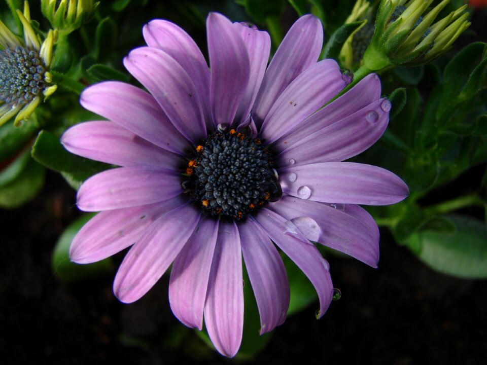 Nature plant purple
