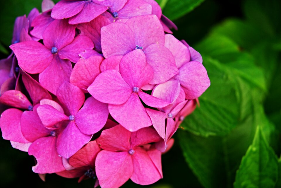 Hydrangea macro ornamental shrubs photo