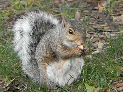 Animal gray wildlife