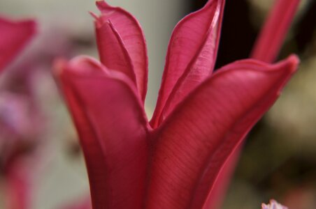 Flowers light pink macro photo