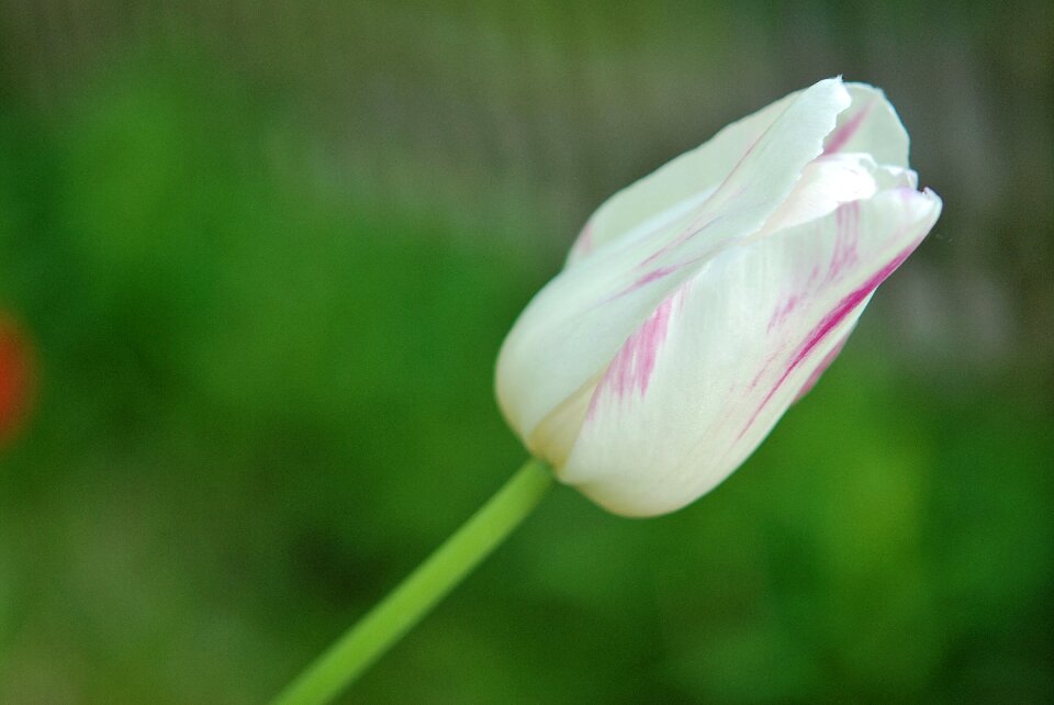 Nature summer flowers
