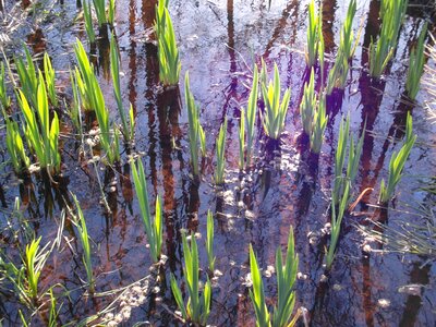 Spring reed grow