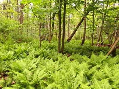 Fern away hiking