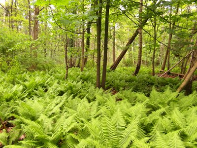 Fern away hiking photo