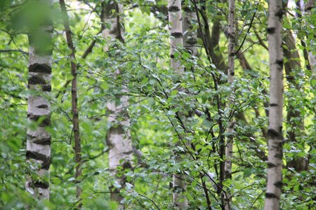 Trees nature green