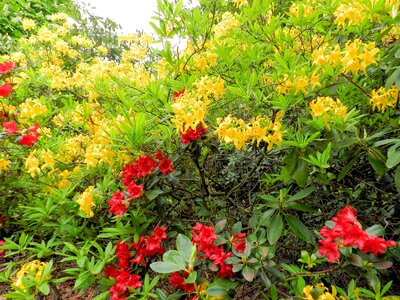 Azalea flowers bush photo