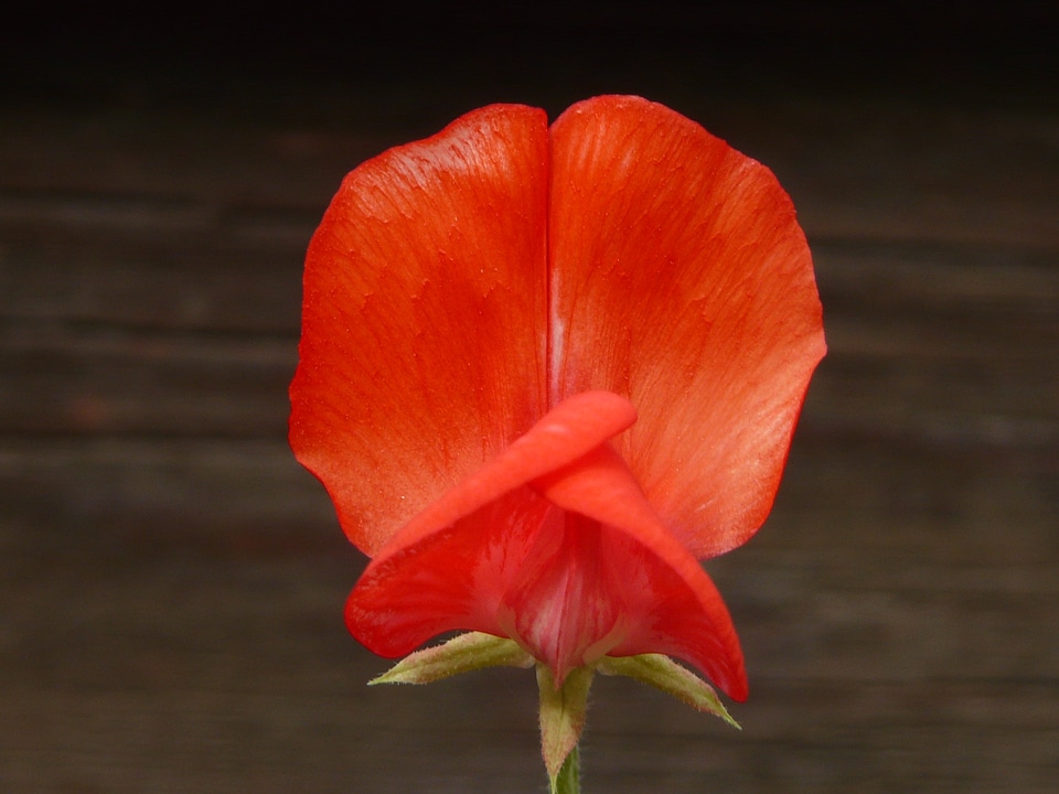 Fabaceae plant blossom