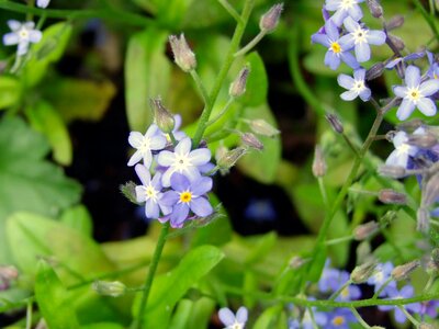 Blue forget me not nature