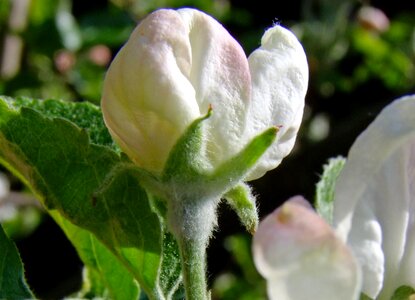 Apple blossom white nature