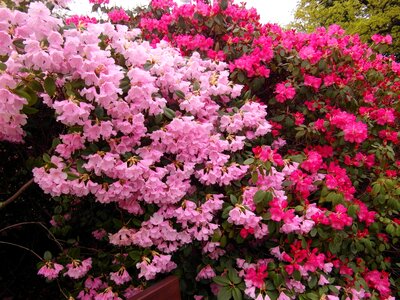 Spring plant pink