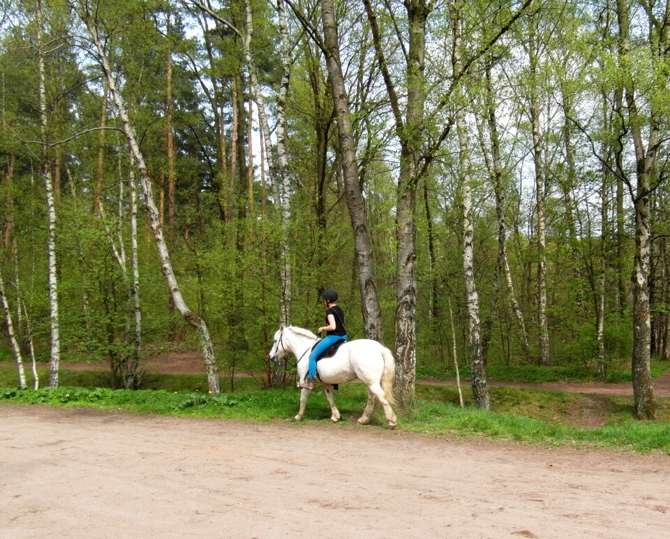 White ride equestrian