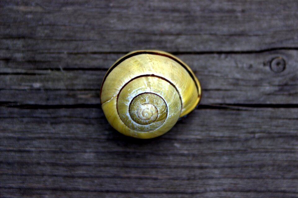 Shell yellow mollusk