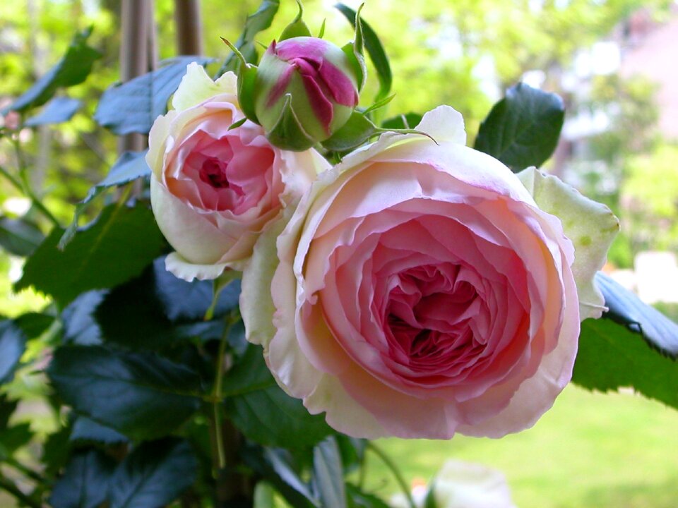 Blossom bloom pink