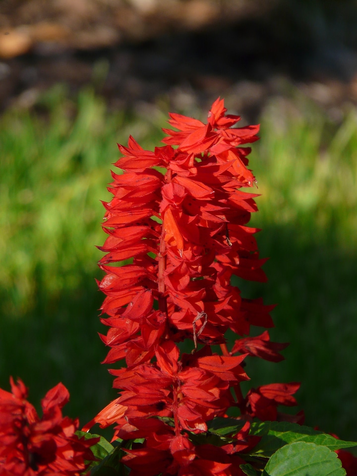 Salvia red garden plant