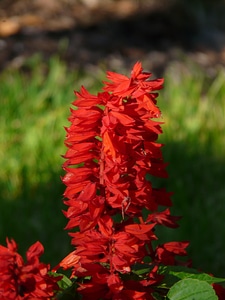 Salvia red garden plant photo