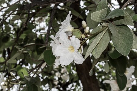 White nature white flower