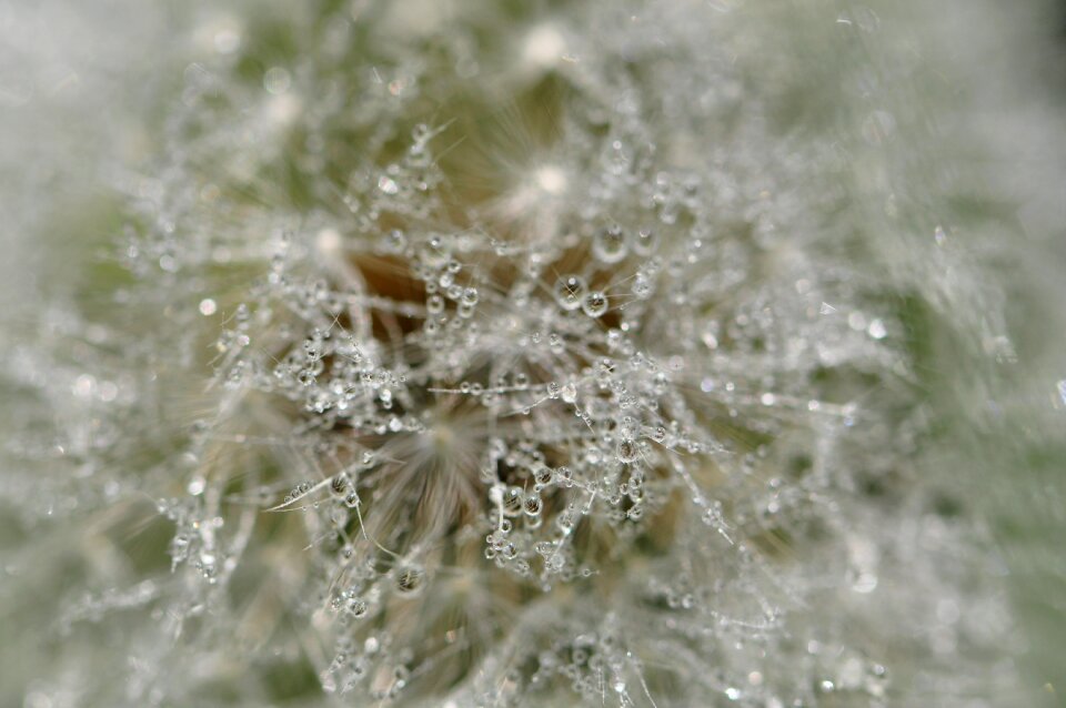 Raindrop dew white