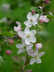 Apple tree white blossom photo