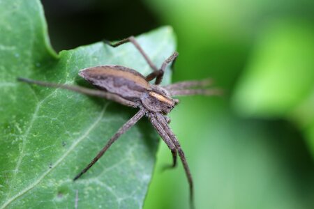 Fly nature legs