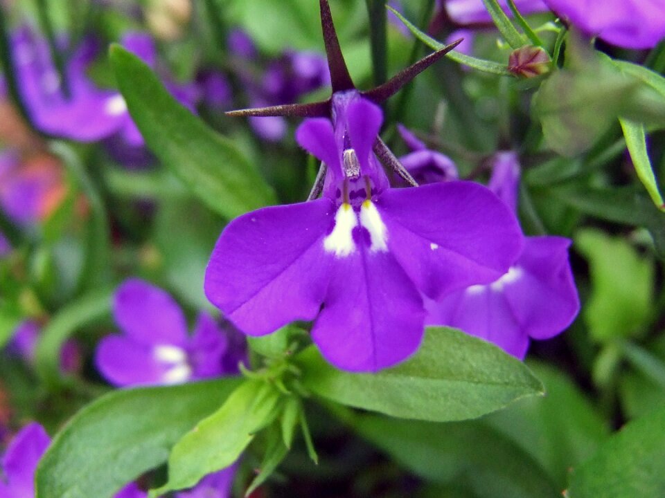 Flower purple flower nature