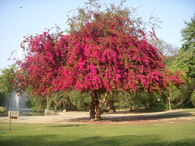 Blossom spring pink