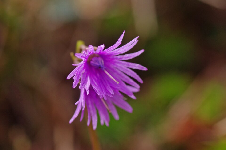 Macro violet macro photography