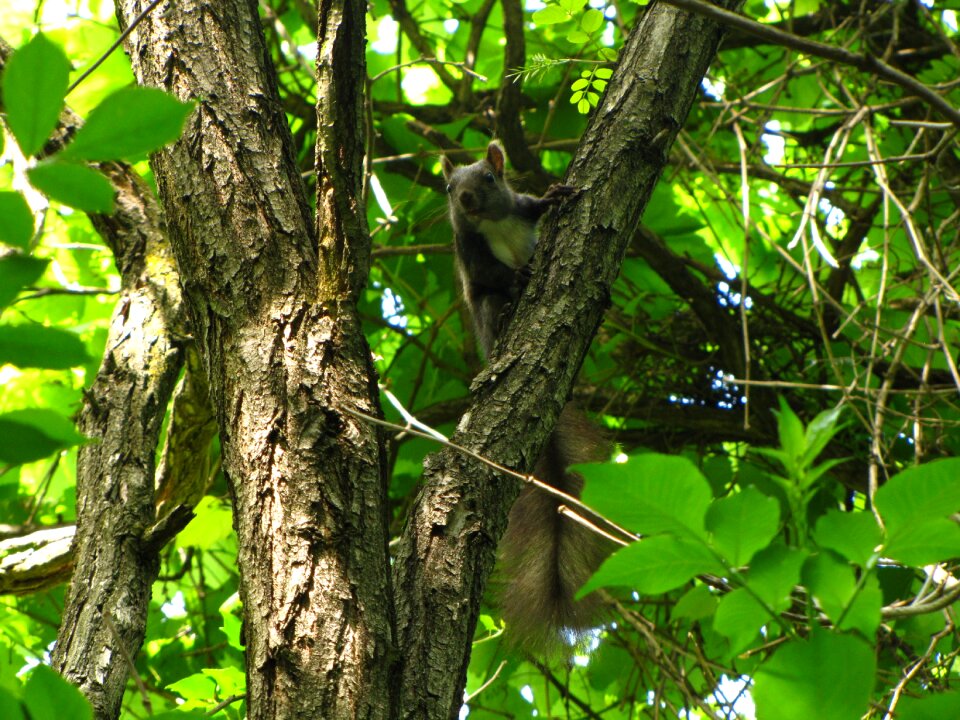 Squirrel forest animal