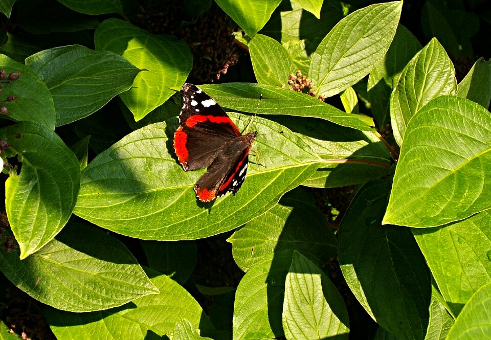 Viburnum flying insects admiral butterfly