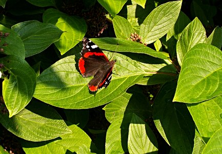 Viburnum flying insects admiral butterfly photo