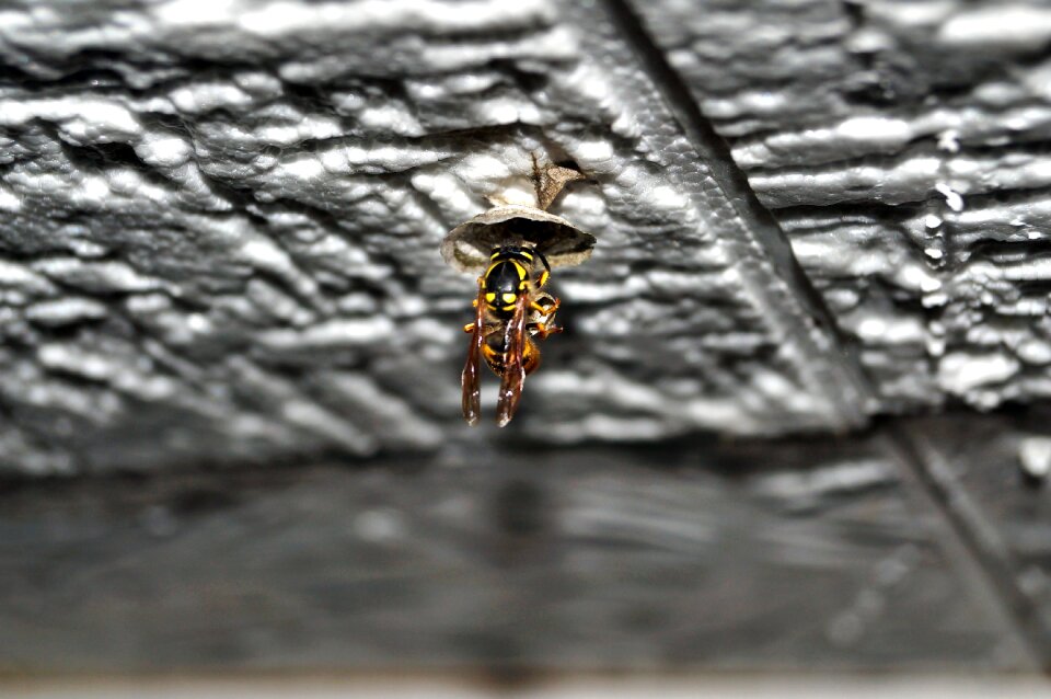 Nest building nature wasp type