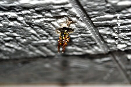 Nest building nature wasp type
