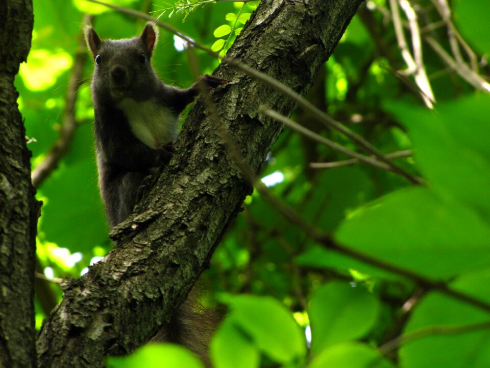 Squirrel forest animal