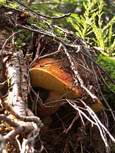 Nature forest root