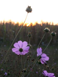 Awakening violet field