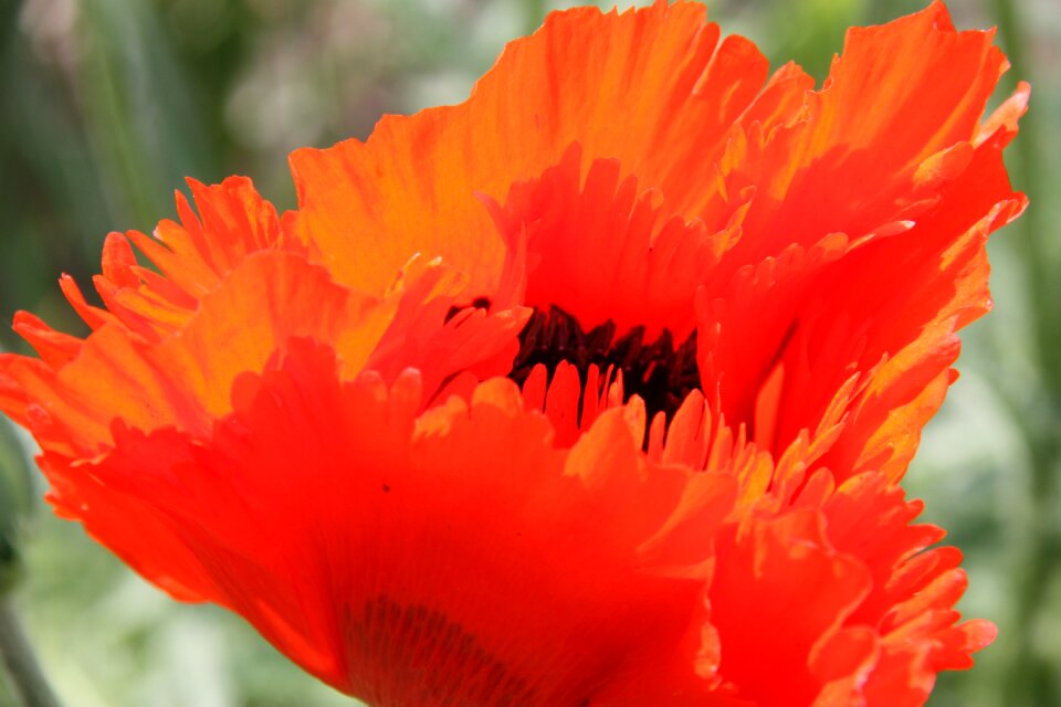 Poppy red poppy mohngewaechs photo