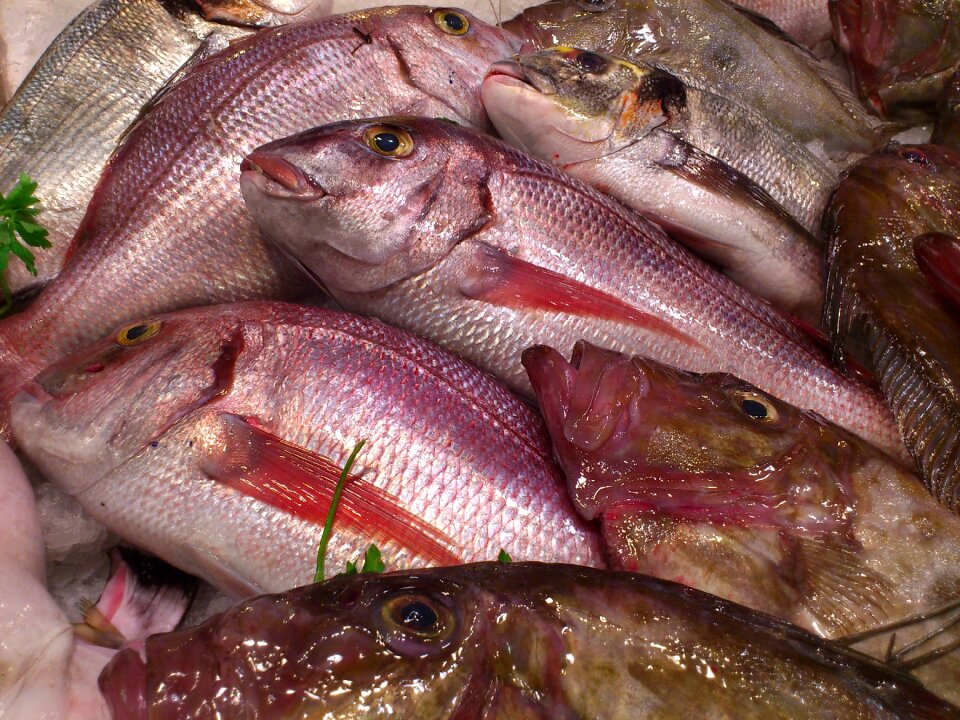 Fish fish market food