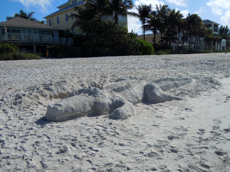 Alligator animals sandsculpting