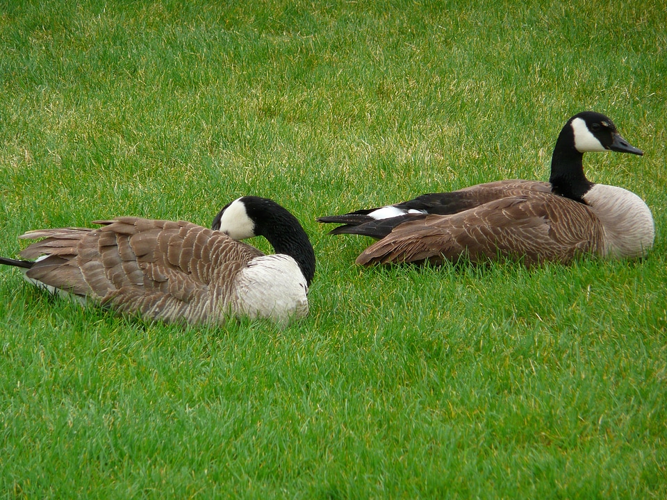 Goose wildlife feathered