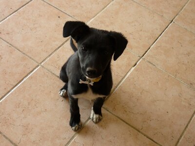 Animal muzzle sweet