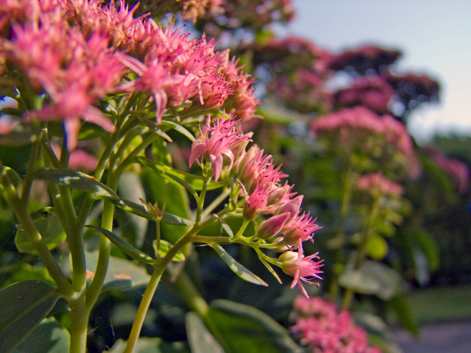 Pink stonecrop nature