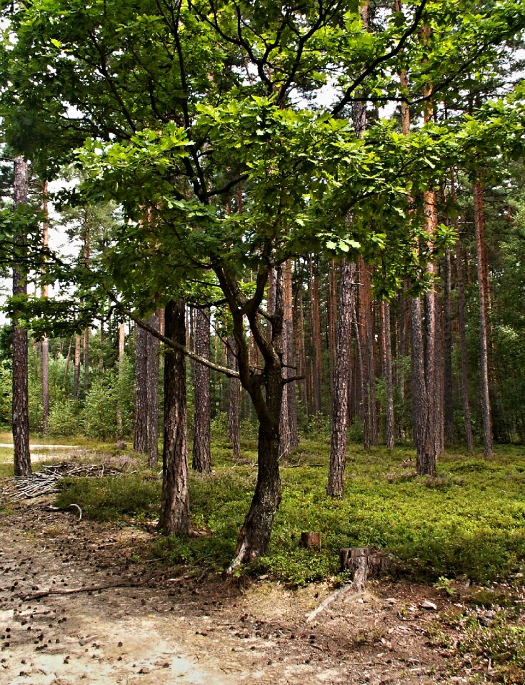Tree forest road cones