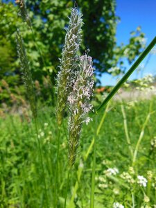 Seed flowering close-up