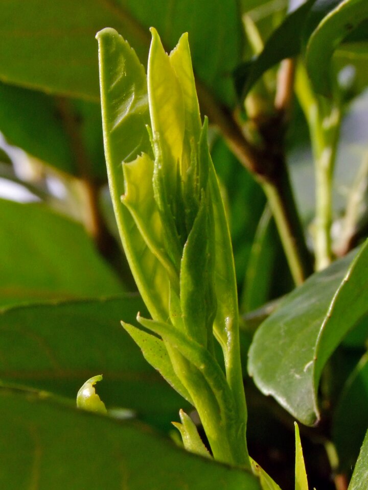 Leaf laurel greenhouse nature