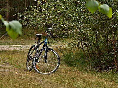 Shrubs trees forest