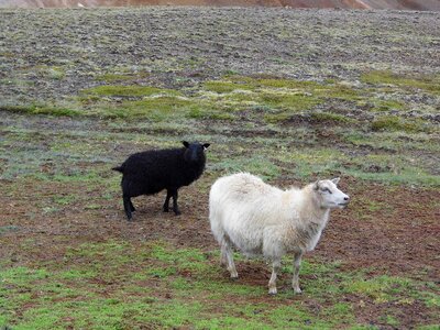 Farm flock of sheep flock photo