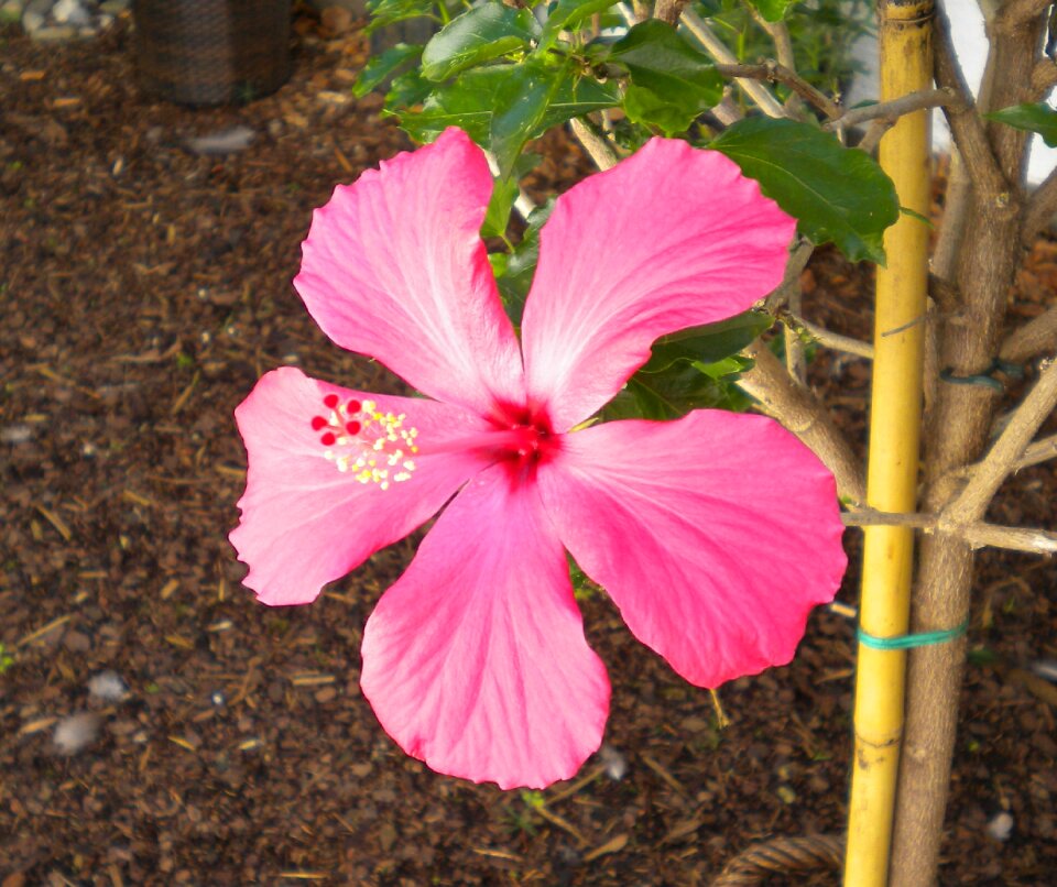 Blossom bloom pink