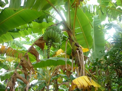 Leaf fruit tropical