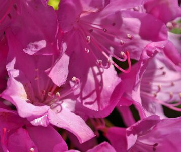 Pink nature blossom
