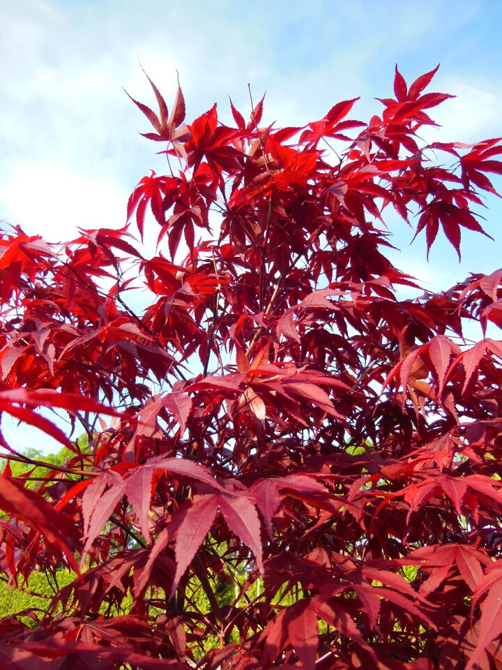 Red red leaves blue sky
